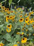 Plant name: Sunflower Helianthus annuus cv. Sunfinity Red Yellow Bicolor